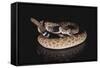 Western Diamondback Rattlesnake-DLILLC-Framed Stretched Canvas