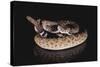 Western Diamondback Rattlesnake-DLILLC-Stretched Canvas