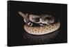 Western Diamondback Rattlesnake-DLILLC-Framed Stretched Canvas