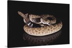 Western Diamondback Rattlesnake-DLILLC-Stretched Canvas