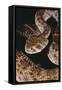Western Diamondback Rattlesnake-DLILLC-Framed Stretched Canvas