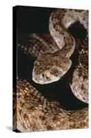 Western Diamondback Rattlesnake-DLILLC-Stretched Canvas