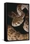 Western Diamondback Rattlesnake-DLILLC-Framed Stretched Canvas