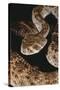 Western Diamondback Rattlesnake-DLILLC-Stretched Canvas