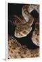 Western Diamondback Rattlesnake-DLILLC-Framed Premium Photographic Print