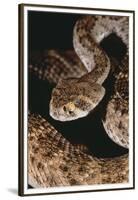 Western Diamondback Rattlesnake-DLILLC-Framed Premium Photographic Print