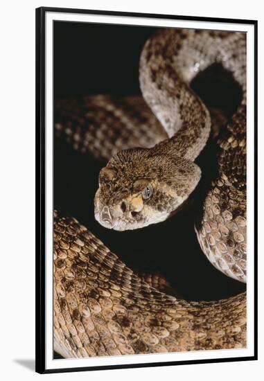 Western Diamondback Rattlesnake-DLILLC-Framed Premium Photographic Print