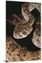 Western Diamondback Rattlesnake-DLILLC-Mounted Premium Photographic Print