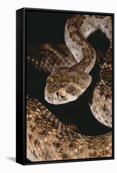 Western Diamondback Rattlesnake-DLILLC-Framed Stretched Canvas