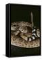 Western Diamondback Rattlesnake-DLILLC-Framed Stretched Canvas