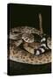 Western Diamondback Rattlesnake-DLILLC-Stretched Canvas