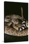 Western Diamondback Rattlesnake-DLILLC-Stretched Canvas