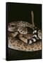 Western Diamondback Rattlesnake-DLILLC-Framed Stretched Canvas