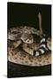 Western Diamondback Rattlesnake-DLILLC-Stretched Canvas