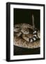 Western Diamondback Rattlesnake-DLILLC-Framed Photographic Print