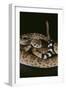 Western Diamondback Rattlesnake-DLILLC-Framed Photographic Print