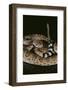 Western Diamondback Rattlesnake-DLILLC-Framed Photographic Print