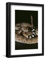 Western Diamondback Rattlesnake-DLILLC-Framed Photographic Print