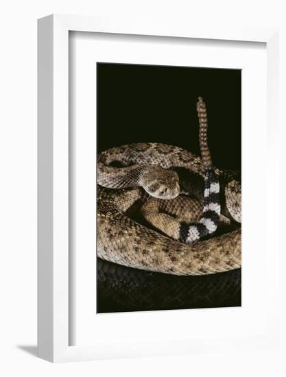 Western Diamondback Rattlesnake-DLILLC-Framed Photographic Print