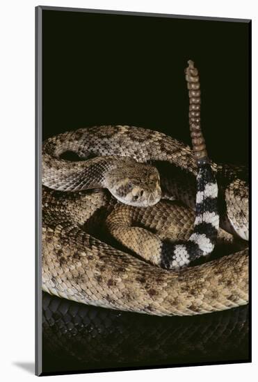 Western Diamondback Rattlesnake-DLILLC-Mounted Photographic Print