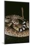 Western Diamondback Rattlesnake-DLILLC-Mounted Photographic Print