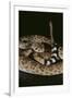 Western Diamondback Rattlesnake-DLILLC-Framed Photographic Print