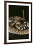 Western Diamondback Rattlesnake-DLILLC-Framed Photographic Print