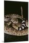 Western Diamondback Rattlesnake-DLILLC-Mounted Photographic Print