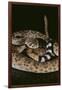 Western Diamondback Rattlesnake-DLILLC-Framed Photographic Print