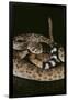 Western Diamondback Rattlesnake-DLILLC-Framed Photographic Print