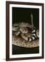 Western Diamondback Rattlesnake-DLILLC-Framed Photographic Print