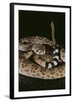 Western Diamondback Rattlesnake-DLILLC-Framed Photographic Print