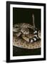 Western Diamondback Rattlesnake-DLILLC-Framed Photographic Print