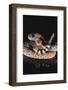 Western Diamondback Rattlesnake-DLILLC-Framed Photographic Print