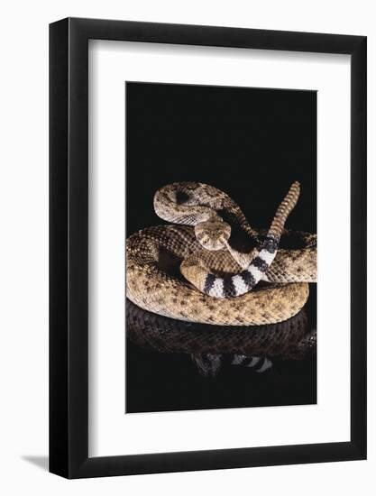 Western Diamondback Rattlesnake-DLILLC-Framed Photographic Print