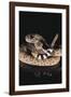 Western Diamondback Rattlesnake-DLILLC-Framed Photographic Print