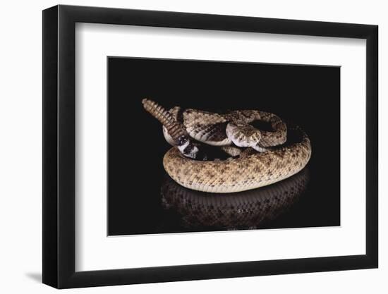 Western Diamondback Rattlesnake-DLILLC-Framed Photographic Print