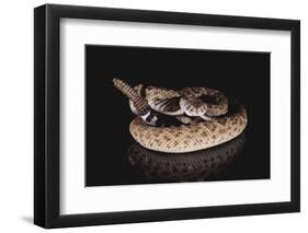 Western Diamondback Rattlesnake-DLILLC-Framed Photographic Print