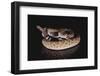 Western Diamondback Rattlesnake-DLILLC-Framed Photographic Print