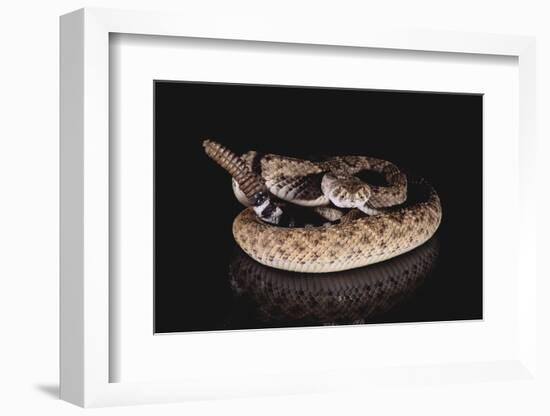 Western Diamondback Rattlesnake-DLILLC-Framed Photographic Print