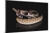 Western Diamondback Rattlesnake-DLILLC-Mounted Photographic Print