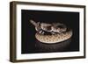 Western Diamondback Rattlesnake-DLILLC-Framed Photographic Print