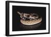 Western Diamondback Rattlesnake-DLILLC-Framed Photographic Print