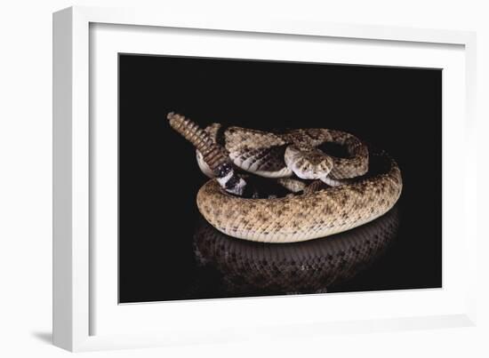 Western Diamondback Rattlesnake-DLILLC-Framed Photographic Print