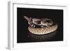 Western Diamondback Rattlesnake-DLILLC-Framed Photographic Print