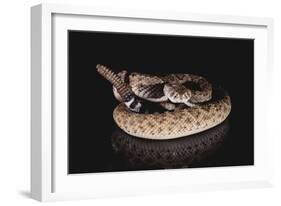 Western Diamondback Rattlesnake-DLILLC-Framed Photographic Print