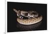 Western Diamondback Rattlesnake-DLILLC-Framed Photographic Print