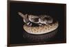 Western Diamondback Rattlesnake-DLILLC-Framed Photographic Print