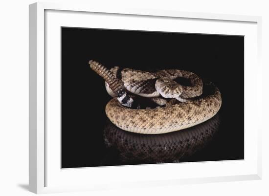 Western Diamondback Rattlesnake-DLILLC-Framed Photographic Print