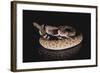 Western Diamondback Rattlesnake-DLILLC-Framed Photographic Print